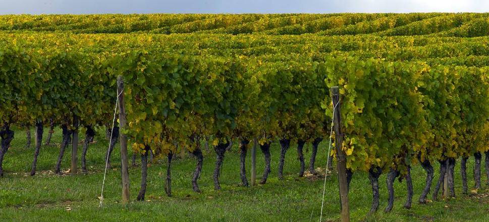Hotel ibis Dijon Centre Clemenceau, Dijon